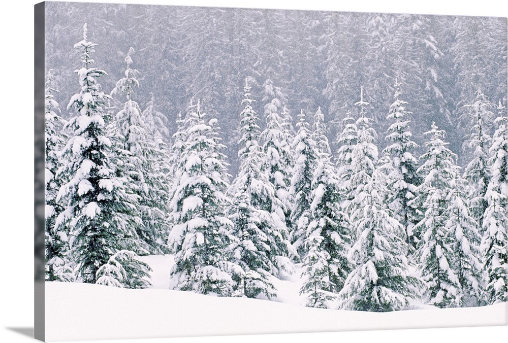 Snow Covered Pine Trees Wall Art Canvas Prints Framed Prints Wall Peels Great Big Canvas