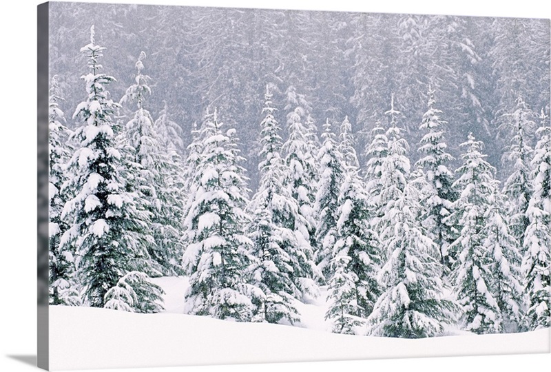 Snow Covered Pine Trees Great Big Canvas