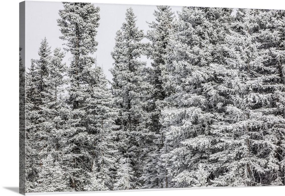 Trees covered with fresh winter snow, Carson National Forest, New Mexico, USA