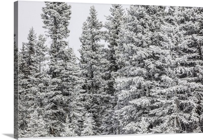 Snow covered pine trees