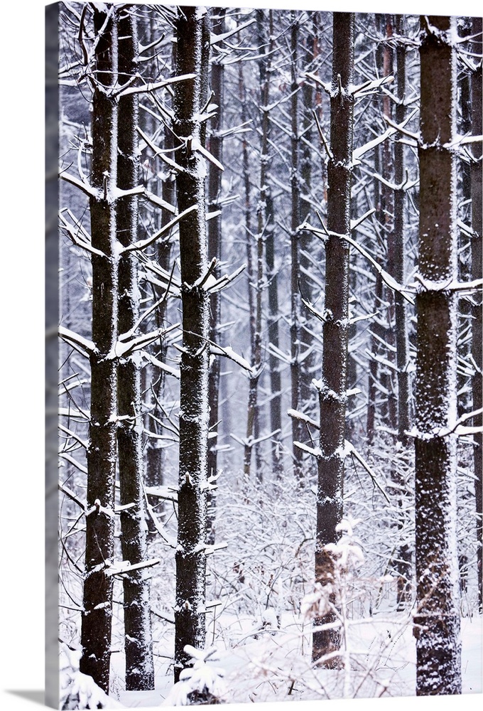 Snow-Covered Trees In Forest
