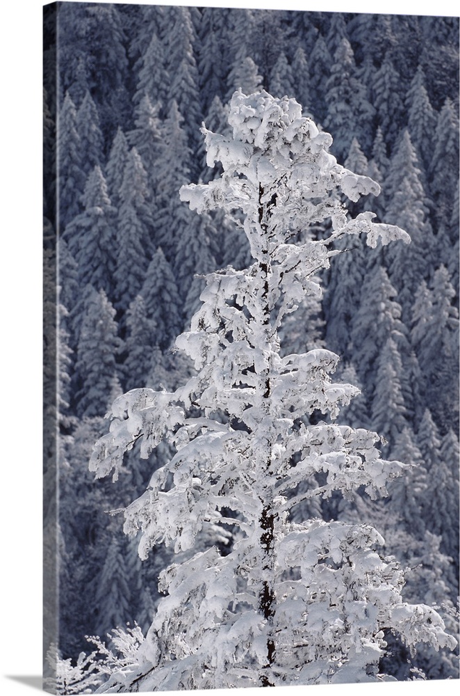 Snow covered trees in Sarajevo