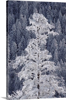 Snow covered trees in Sarajevo