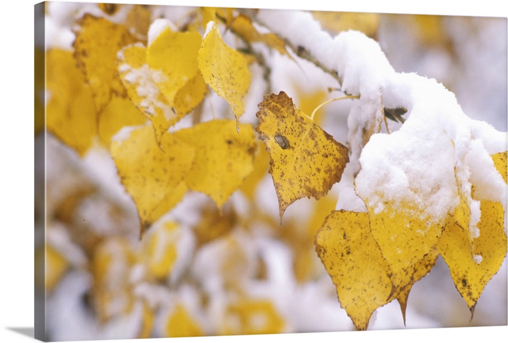 'Snow on Autumn Leaves, Boulder, Colorado'