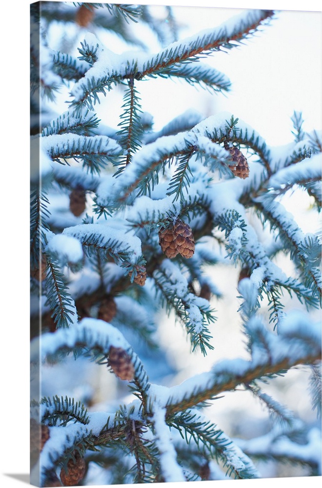 Snow on boughs of spruce tree in winter