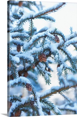 Snow on boughs of spruce tree in winter