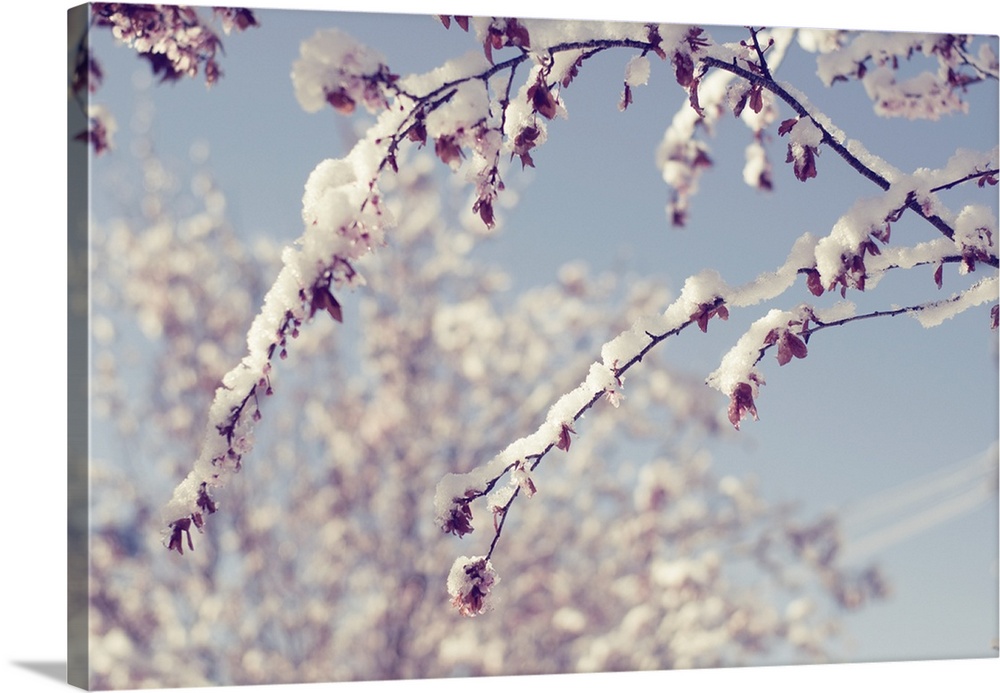 Snow on branches of tree that has Spring blossom flower.