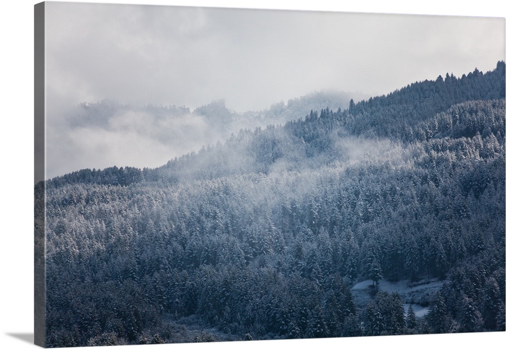 A snow storm clears away from a mountaintop revealing white pine trees.