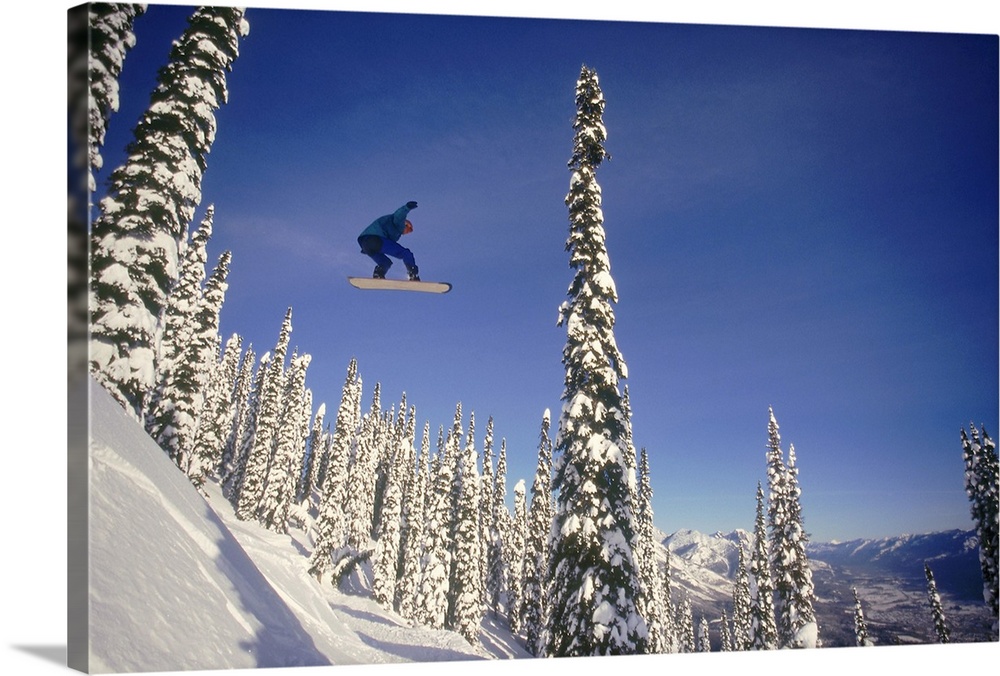 A snowboarder makes a jump off a snowy hillside through tall snow-covered trees in the winter.