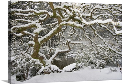 Snowfall in Portland Japanese Garden, Portland, Oregon, USA