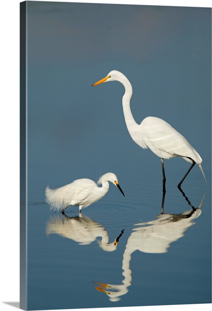 A snowy (left) and great egret are reflected in the waters of the J.N. Ding Darling National Wildlife Refuge.