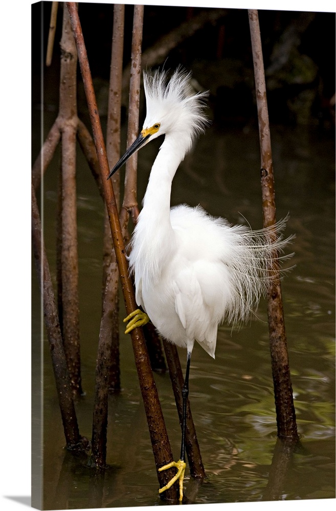 Snowy Egret, Egretta thula, and Red Mangrove, J.N. 'Ding' Darling NWR, Sanibel Island, Florida, USA. Snow white heron with...