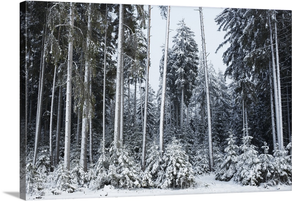 Baden-Wurttemberg, Pine trees in snow