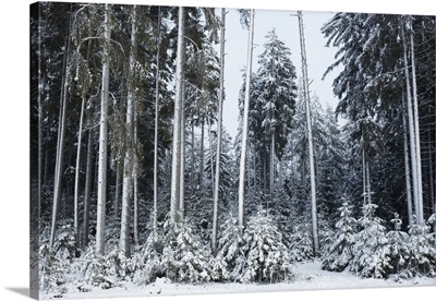 Snowy scene with Pine trees