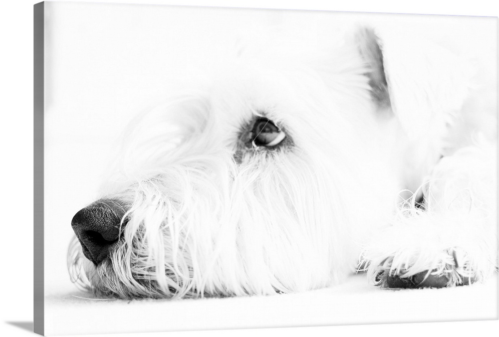 Soft coated Wheaten Terrier dog waiting in black and white.
