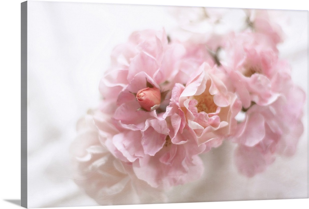 Soft pink roses in vase.