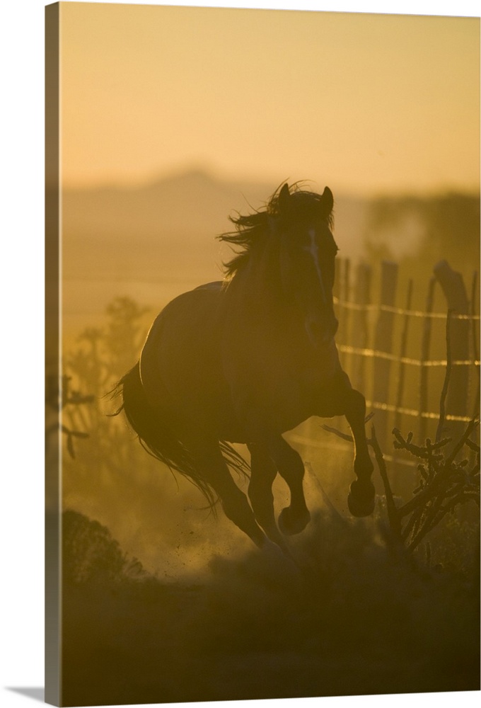 Spanish Mustang Running