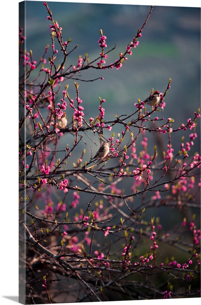 Sparrow birds enjoy the morning sunshine in a purple blossom tree.
