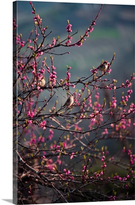 Sparrows in blossom tree