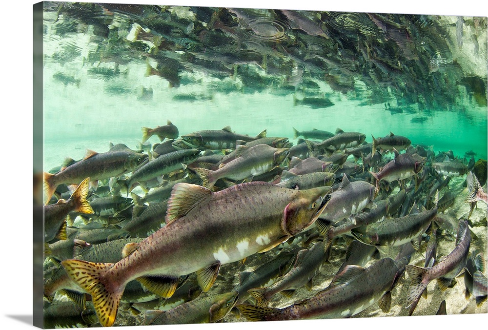 USA, Alaska, Katmai National Park, Underwater view of spawning Pink Salmon (Oncorhynchus gorbuscha) and Red Salmon (Oncorh...