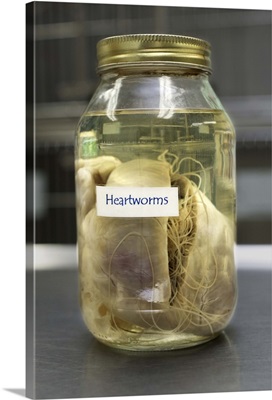 Specimen of heart with heartworms in jar