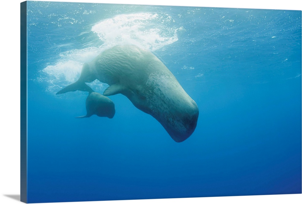 Portugal, Sperm whale mother diving with her calf