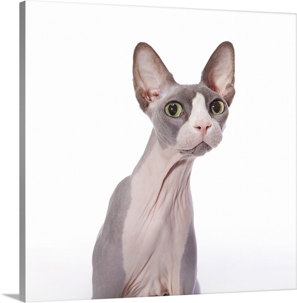 Sphynx Cat with surprised expression
