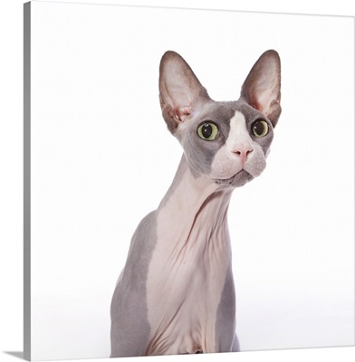 Sphynx Cat with surprised expression