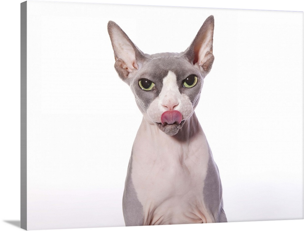 Sphynx Cat with tongue out