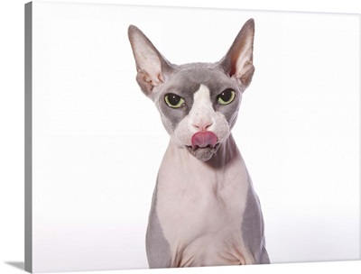 Sphynx Cat with tongue out