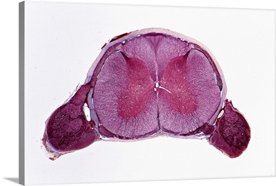 Spinal cord cross section, 2.5X