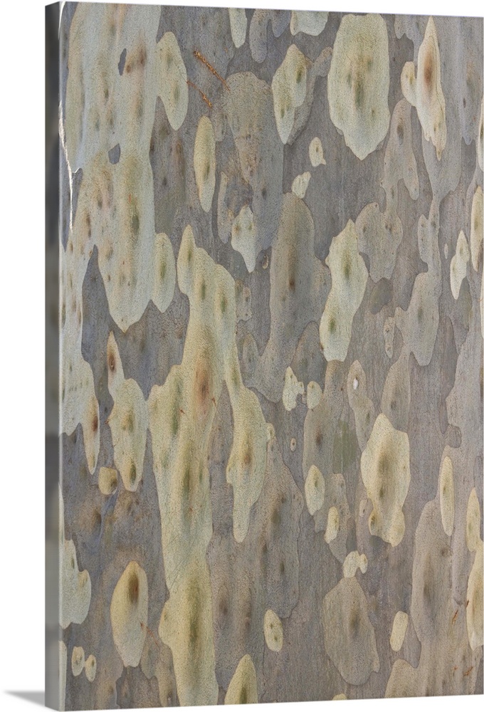 Spotted gum (Eucalyptus maculata) tree trunk with characteristic indentations left by peeling bark, fall, New South Wales,...