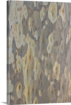 Spotted gum (Eucalyptus maculata) tree trunk