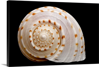 Spotted Sea Snail Shell