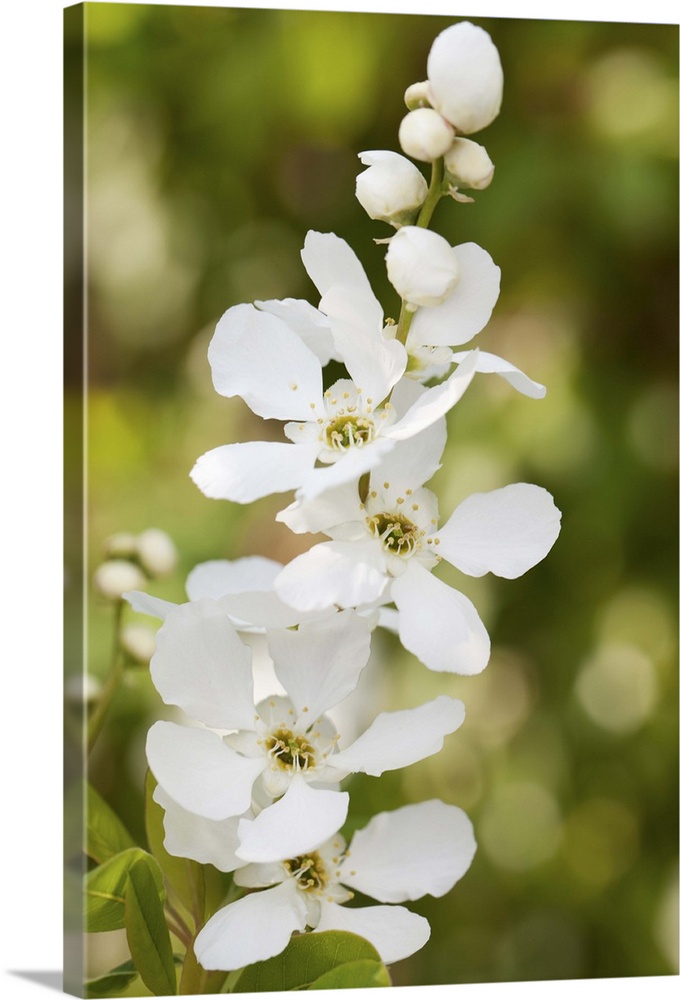 English Garden - Beauty in nature spring blossom