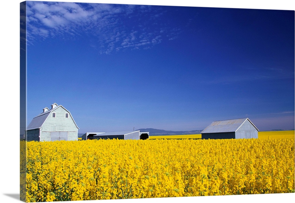 The spring crop of canola in a field in Grangeville, Idaho.