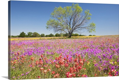 Spring mesquite trees growing in wildflowers, Texas, USA, North America