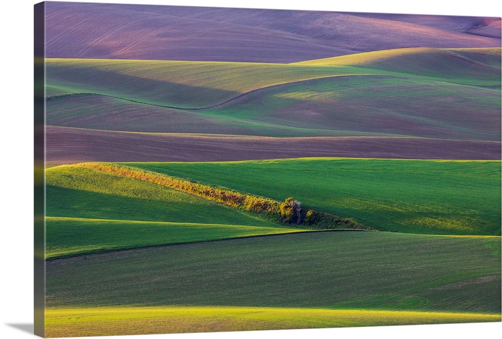 North America;USA;Washington;Palouse Country;Spring Rolling Hills of Wheat and Fallow fields