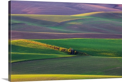 Spring Rolling Hills of Wheat and Fallow Fields, Palouse