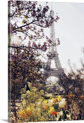 Springtime in Paris.  The Eiffel Tower framed by springtime tulips in yellow and white.