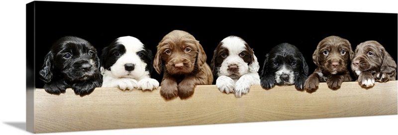 Sprocker Puppies | Great Big Canvas