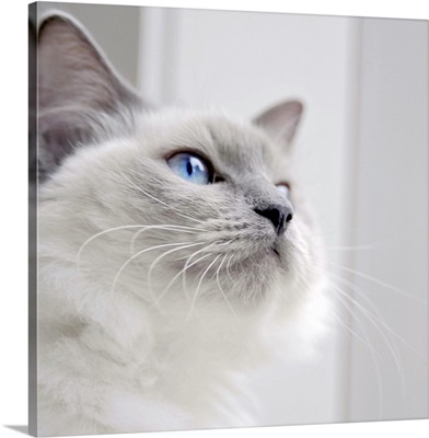 Square portrait of a Ragdoll cat.