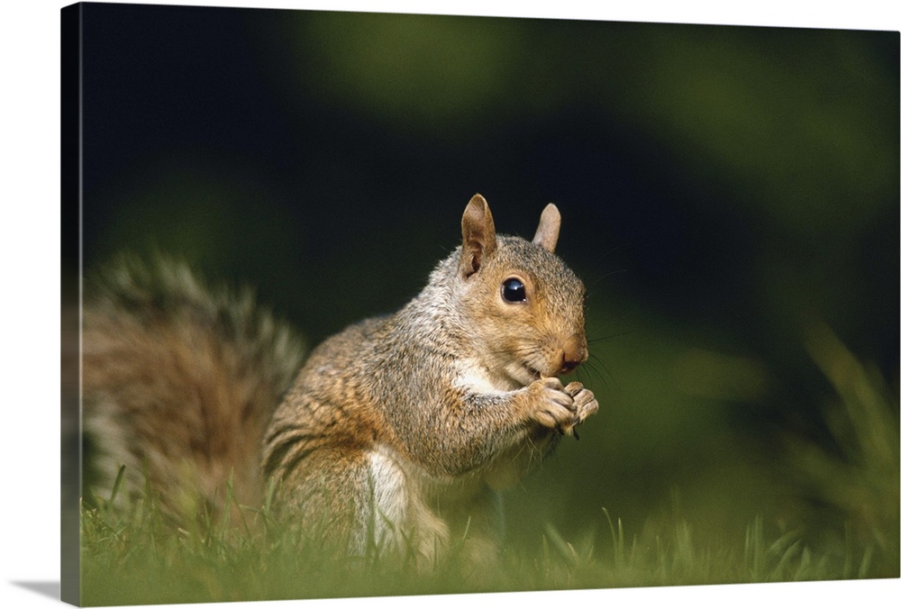 Squirrel, close-up, ground view