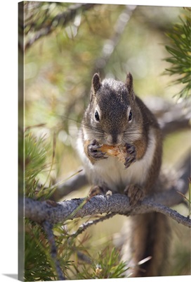 Squirrel eating a pine cone.