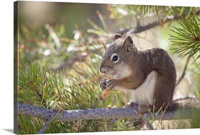 Squirrel eating a pine cone.