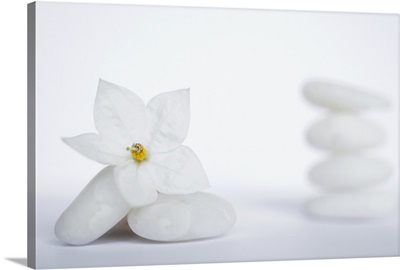 Stack of white pebbles and jasmine flower on white background.