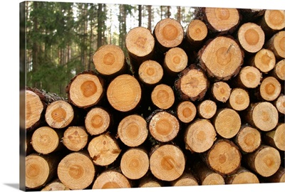 Stacked logs