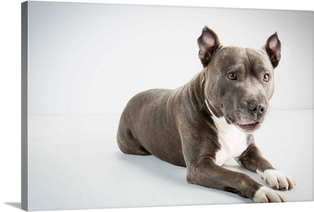 Staffordshire Bull Terrier, studio, white background, lying down, looking of camera, staffy,Focus, Anticipation, Loyalty, ...