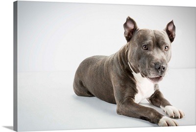 Staffordshire Bull Terrier, studio