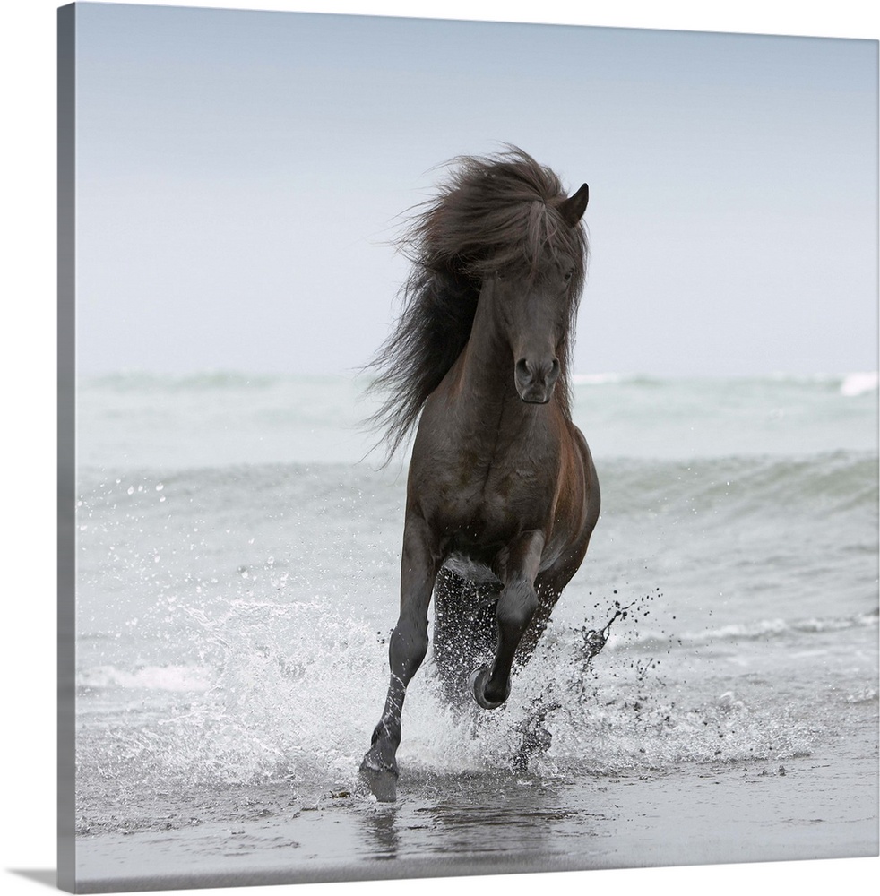 Stallion running on coastline of North Atlantic